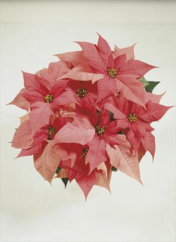 photo of flower to be used as: Basket / Pot Poinsettia - Euphorbia pulcherrima Christmas Carol sel® Pink Evol.