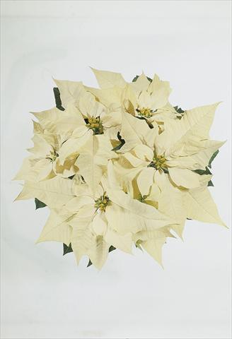 photo of flower to be used as: Basket / Pot Poinsettia - Euphorbia pulcherrima Christmas Carol sel® White