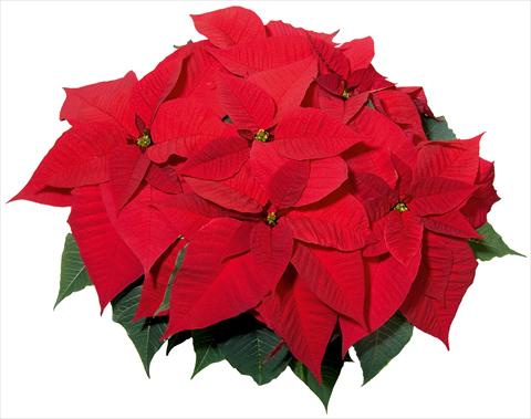 photo of flower to be used as: Basket / Pot Poinsettia - Euphorbia pulcherrima Christmas Feelings® sel®