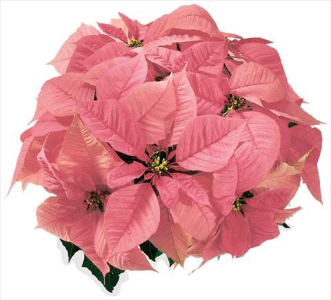 photo of flower to be used as: Basket / Pot Poinsettia - Euphorbia pulcherrima Christmas Feelings® sel® Pink