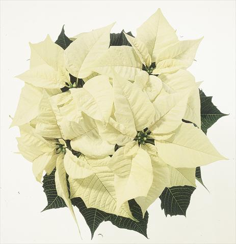 photo of flower to be used as: Basket / Pot Poinsettia - Euphorbia pulcherrima Christmas Feelings® sel® White
