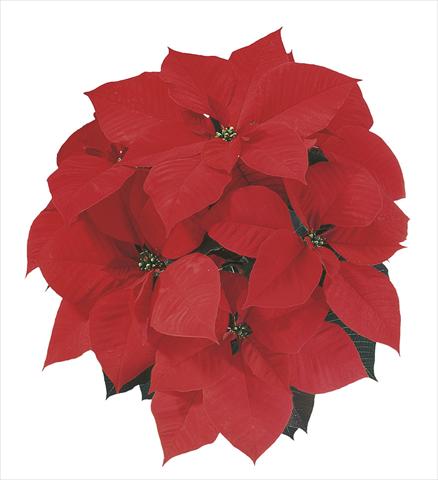 photo of flower to be used as: Basket / Pot Poinsettia - Euphorbia pulcherrima Christmas Spirit®
