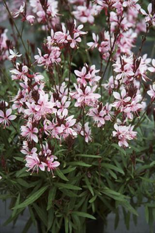 photo of flower to be used as: Bedding / border plant Gaura lindheimeri Belleza Early Pink