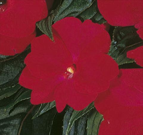 photo of flower to be used as: Basket / Pot Impatiens N. Guinea ColorPower® Deep Red
