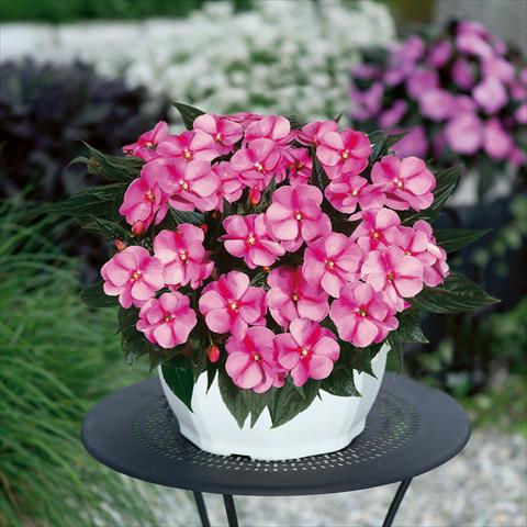 photo of flower to be used as: Basket / Pot Impatiens N. Guinea ColorPower® Lavender Flame