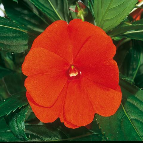 photo of flower to be used as: Basket / Pot Impatiens N. Guinea ColorPower® Orange Red