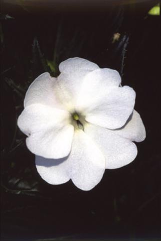 photo of flower to be used as: Basket / Pot Impatiens N. Guinea ColorPower® Perfect White