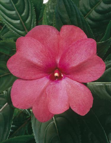 photo of flower to be used as: Basket / Pot Impatiens N. Guinea ColorPower® Rose