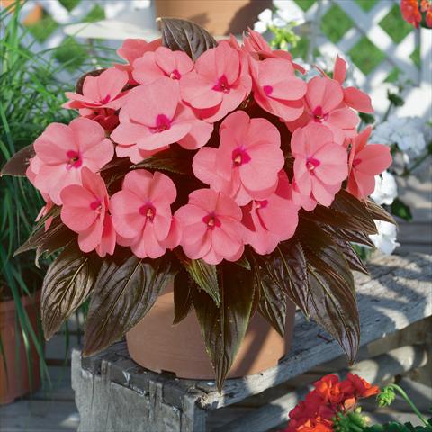photo of flower to be used as: Basket / Pot Impatiens N. Guinea ColorPower® Salmon Pink