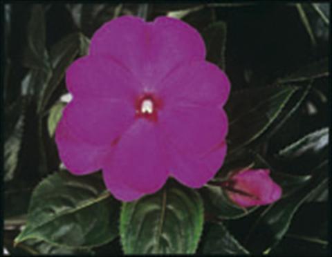 photo of flower to be used as: Basket / Pot Impatiens N. Guinea ColorPower® Violet
