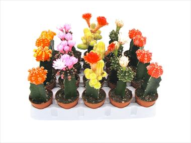 photo of flower to be used as: Pot Cactus Gymnocalycium colorati