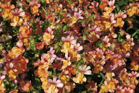 photo of flower to be used as: Bedding / border plant Nemesia Papagena Coral