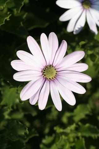 photo of flower to be used as: Basket / Pot Osteospermum FlowerPower® sel® Cream Pink