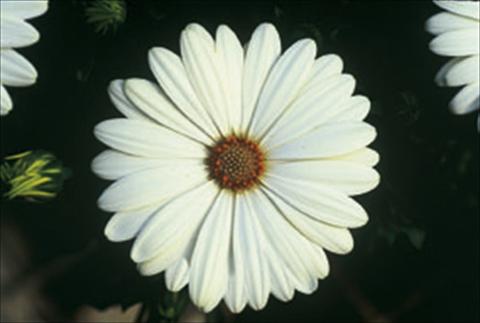 photo of flower to be used as: Bedding / border plant Osteospermum FlowerPower® sel® Ivory