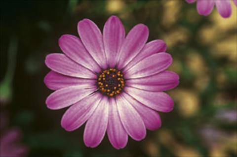photo of flower to be used as: Bedding / border plant Osteospermum FlowerPower® sel® Lavander Pink