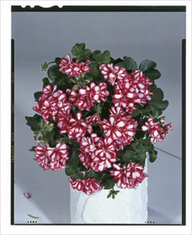 photo of flower to be used as: Basket / Pot Pelargonium peltatum Royal Candy Cane
