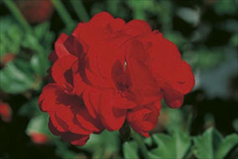 photo of flower to be used as: Basket / Pot Pelargonium peltatum Royal Fire