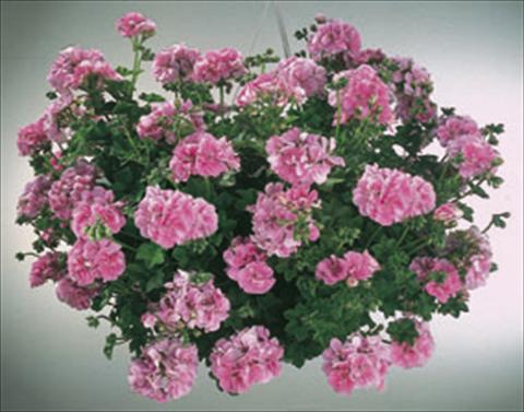 photo of flower to be used as: Basket / Pot Pelargonium peltatum  Royal Light Pink