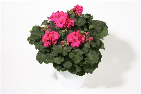 photo of flower to be used as: Bedding / border plant Pelargonium zonale Moonlight® Emotion