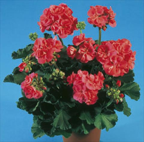 photo of flower to be used as: Bedding / border plant Pelargonium zonale Moonlight® Greco