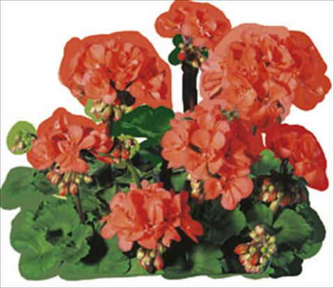 photo of flower to be used as: Bedding / border plant Pelargonium zonale Moonlight® Guido