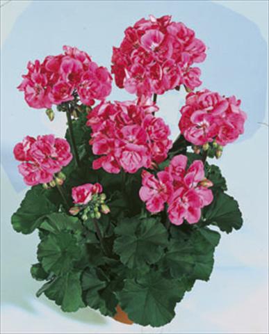 photo of flower to be used as: Bedding / border plant Pelargonium zonale Moonlight® Lady Ramona