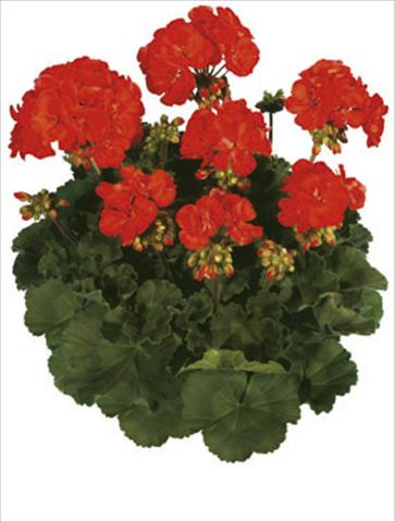 photo of flower to be used as: Bedding / border plant Pelargonium zonale Moonlight® Paprika