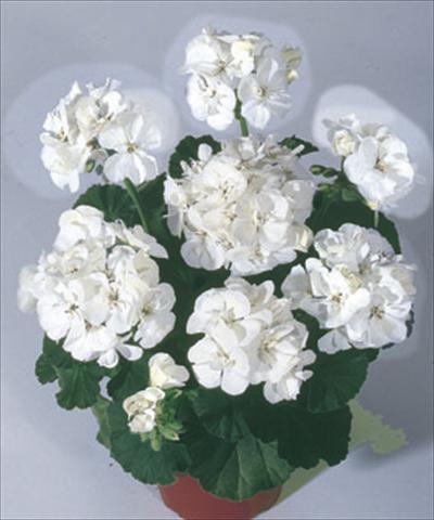 photo of flower to be used as: Bedding / border plant Pelargonium zonale Moonlight® Sailing
