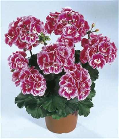photo of flower to be used as: Bedding / border plant Pelargonium zonale Moonlight® Vineta