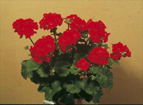 photo of flower to be used as: Bedding / border plant Pelargonium zonale Sunrise® Elara
