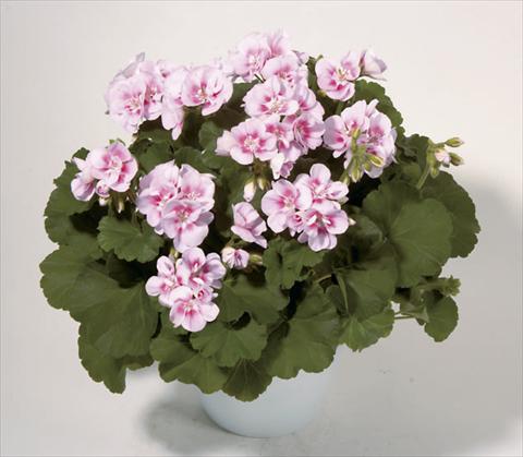 photo of flower to be used as: Bedding / border plant Pelargonium zonale Sunrise® Kristina