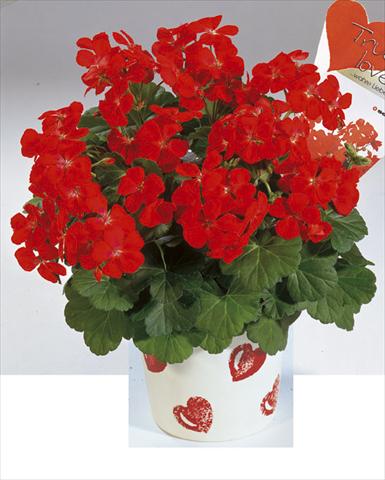 photo of flower to be used as: Bedding / border plant Pelargonium zonale True Love Red