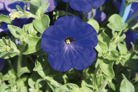 photo of flower to be used as: Basket / Pot Petunia pendula Charming Blue