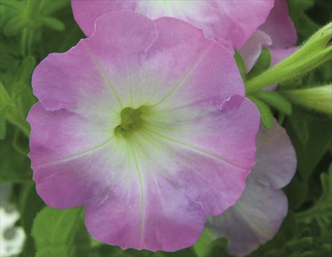 photo of flower to be used as: Basket / Pot Petunia pendula Charming Pink