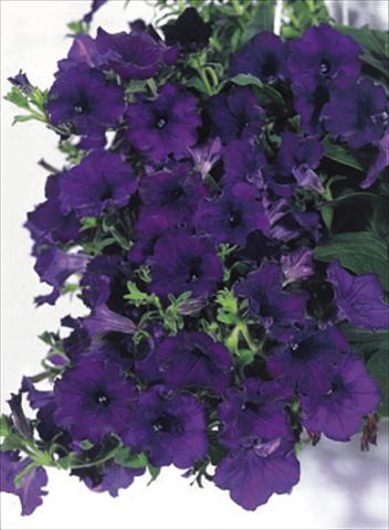 photo of flower to be used as: Basket / Pot Petunia CompactFamous™ Blue