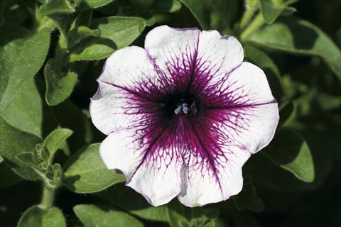 photo of flower to be used as: Basket / Pot Petunia Famous™ Dark Violet Vein