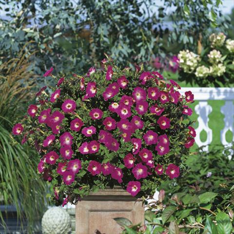 photo of flower to be used as: Basket / Pot Petunia Famous™ Hot Rose Morn