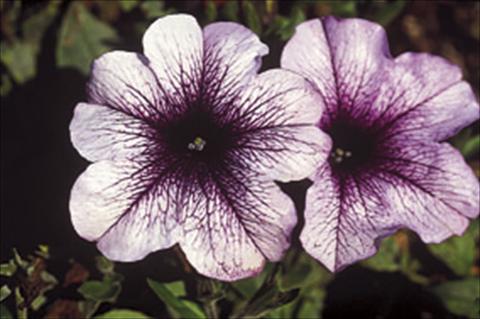 photo of flower to be used as: Basket / Pot Petunia Famous™ Lilac Dark Vein