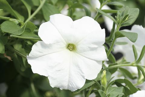 photo of flower to be used as: Basket / Pot Petunia Famous™ New White