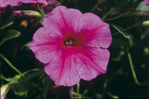 photo of flower to be used as: Basket / Pot Petunia Famous™ Rose Star