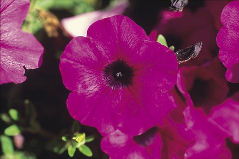 photo of flower to be used as: Basket / Pot Petunia Famous™ Trailing Purple