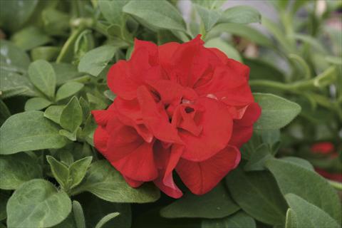 photo of flower to be used as: Basket / Pot Petunia pendula Sweet Sunshine® Red