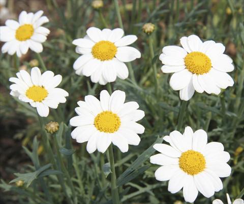 photo of flower to be used as: Bedding / border plant Argyranthemum LaRita® White Beauty