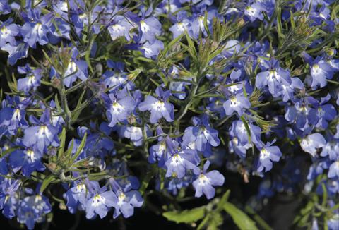 photo of flower to be used as: Bedding / border plant Lobelia Curaçao® Blue with Eye