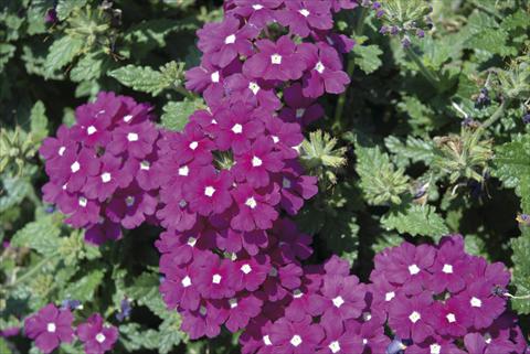 photo of flower to be used as: Bedding / border plant Verbena Fuego™ sel® Violet with Eye