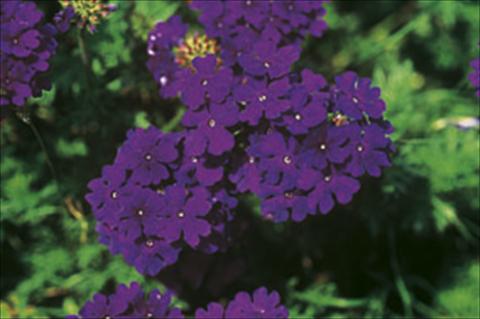 photo of flower to be used as: Basket / Pot Verbena Lascar® sel® Dark Blue