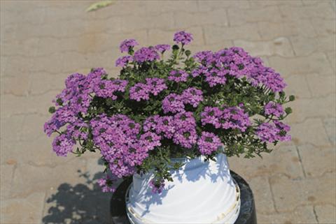 photo of flower to be used as: Basket / Pot Verbena Compact Lascar® Lavender