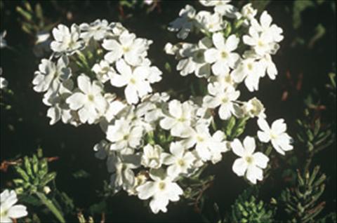 photo of flower to be used as: Basket / Pot Verbena Compact Lascar® White