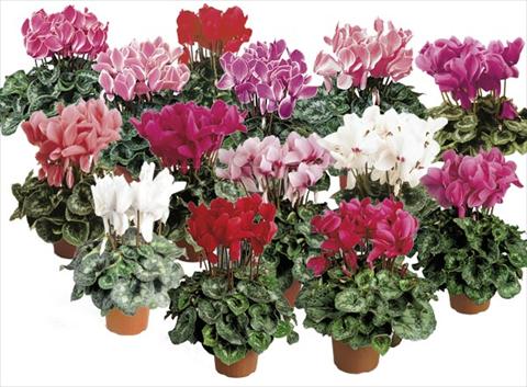 photo of flower to be used as: Pot and bedding Cyclamen persicum Formula 1