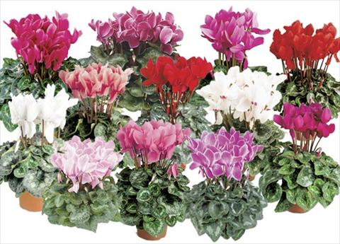 photo of flower to be used as: Pot and bedding Cyclamen persicum Formula 2